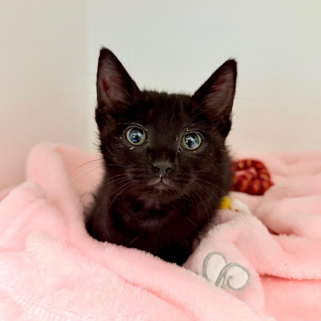 Bobbin, Adoptable, Kitten Male Domestic Short Hair.