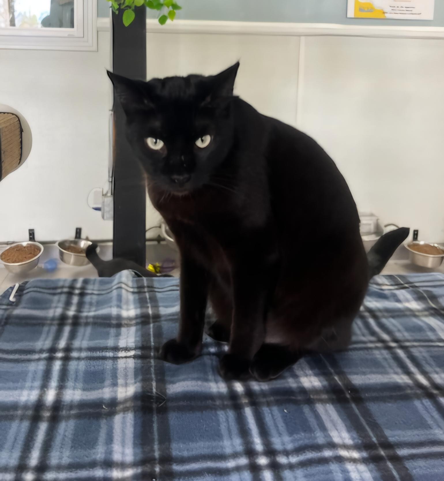 Enlarge Mally, a Adoptable Domestic Short Hair in Huntington Beach, CA image 1/2