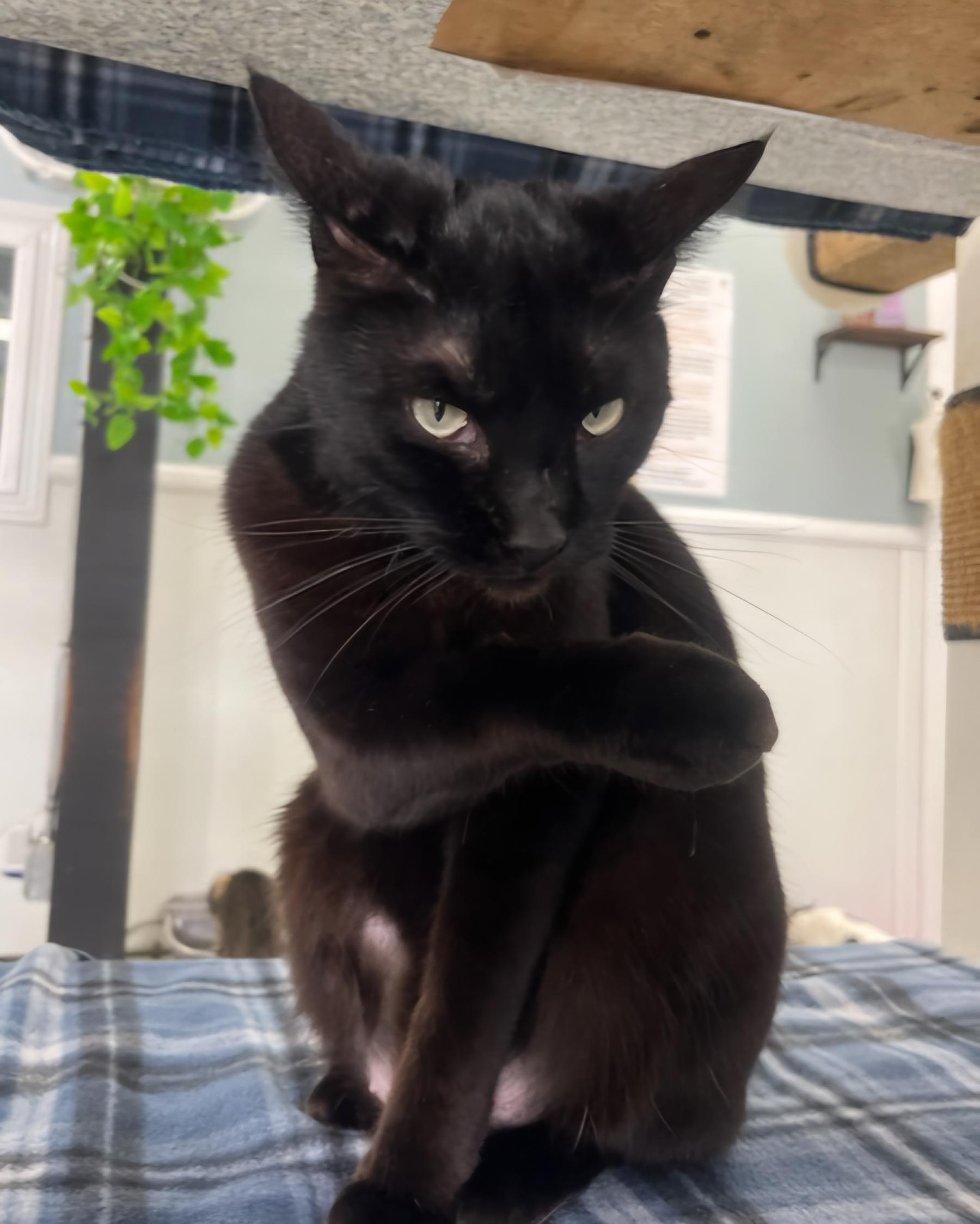 Enlarge Mally, a Adoptable Domestic Short Hair in Huntington Beach, CA image 2/2