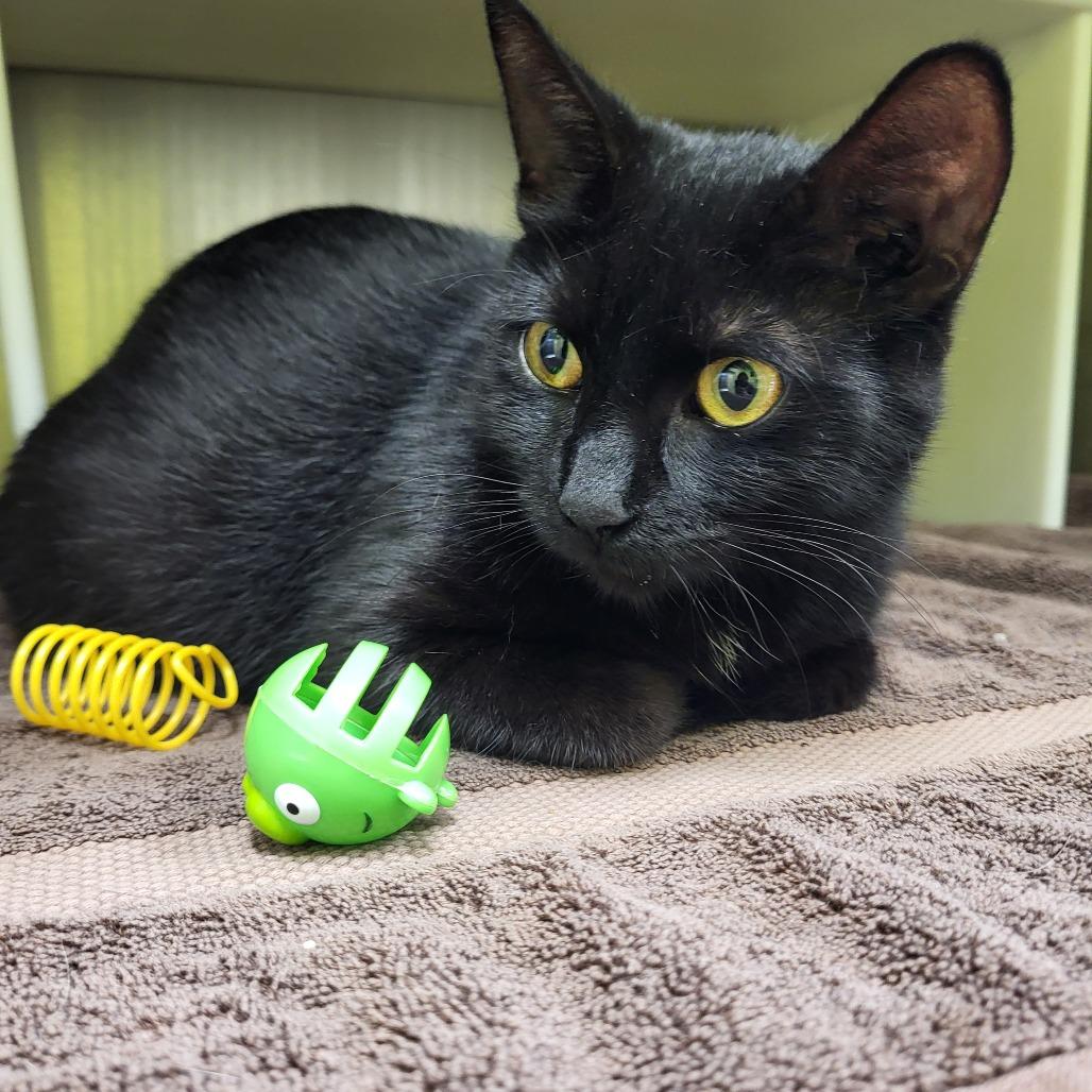 Nightfury, Adoptable, Young Female Domestic Short Hair.