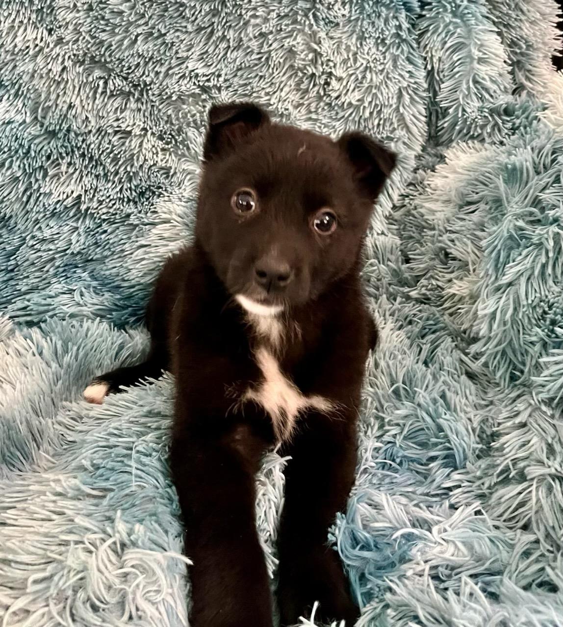 Prancer, ADOPTABLE, Puppy Female Border Collie.