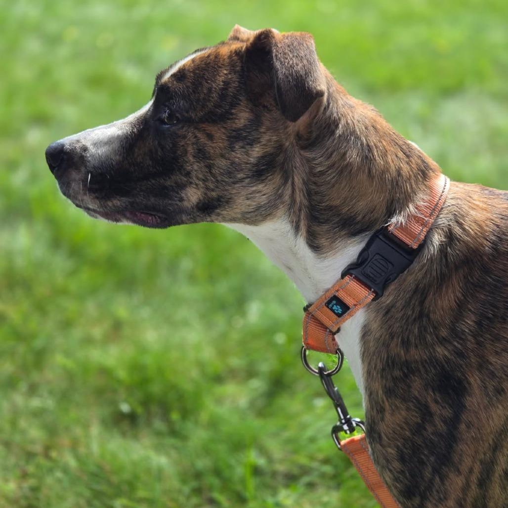 Enlarge Phoenix-In Foster, a Adoptable mixed breed in Springfield, MA image 1/5