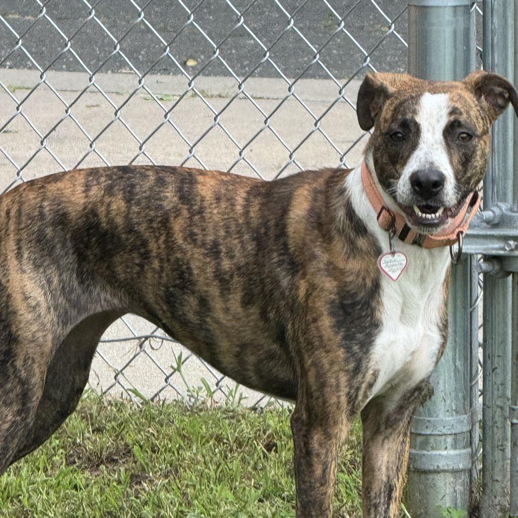 Enlarge Phoenix-In Foster, a Adoptable mixed breed in Springfield, MA image 2/5