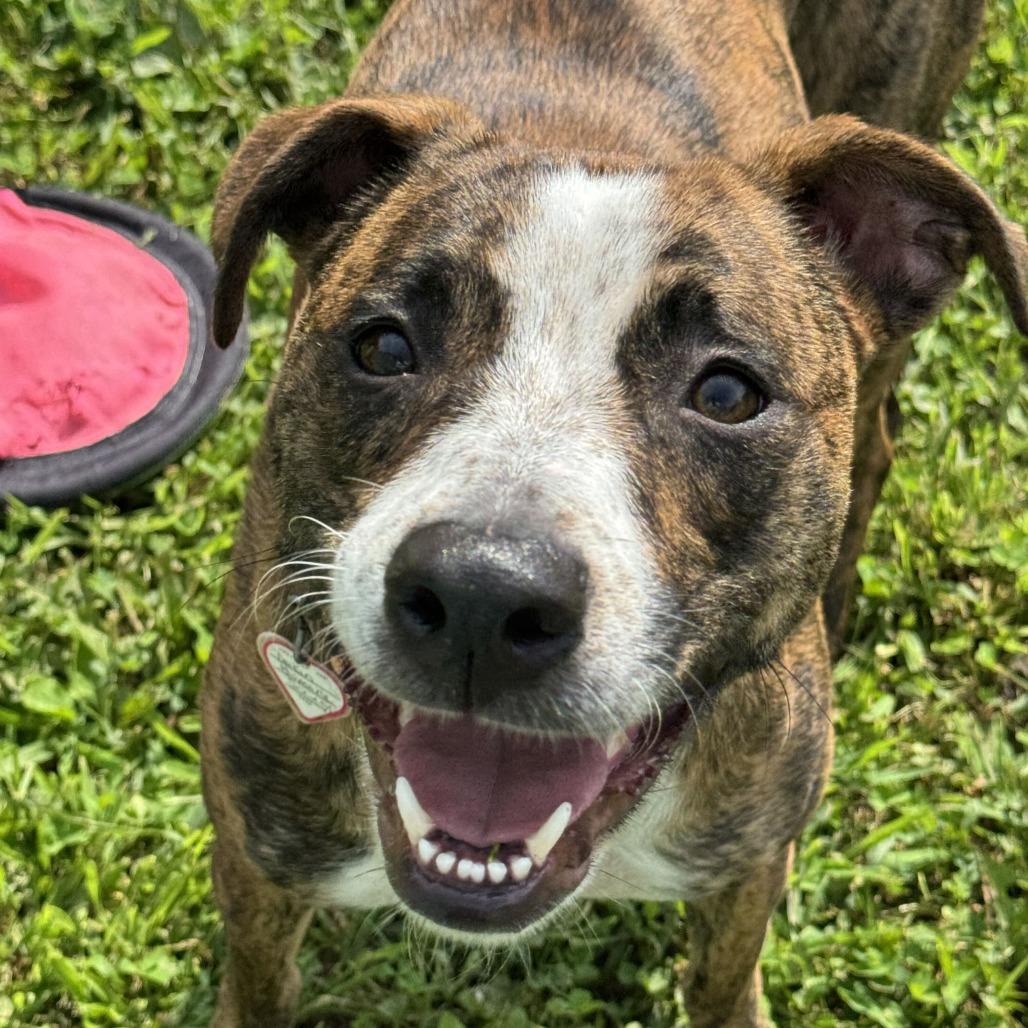 Enlarge Phoenix-In Foster, a Adoptable mixed breed in Springfield, MA image 3/5