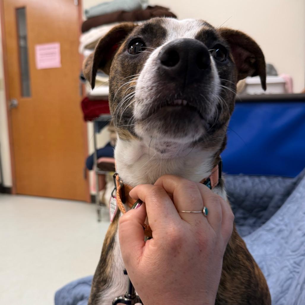 Enlarge Phoenix-In Foster, a Adoptable mixed breed in Springfield, MA image 4/5