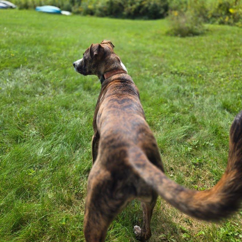 Enlarge Phoenix-In Foster, a Adoptable mixed breed in Springfield, MA image 5/5