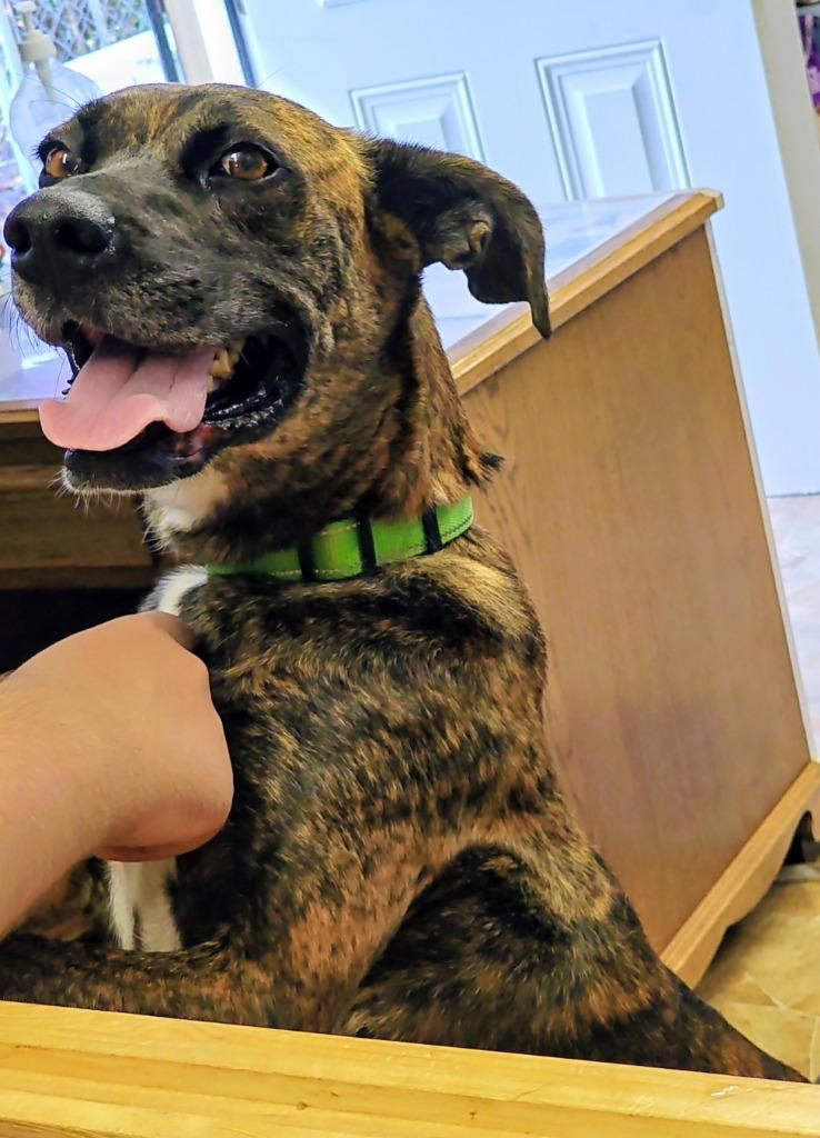 Martha, Adoptable, Young Female Boxer & Plott Hound.