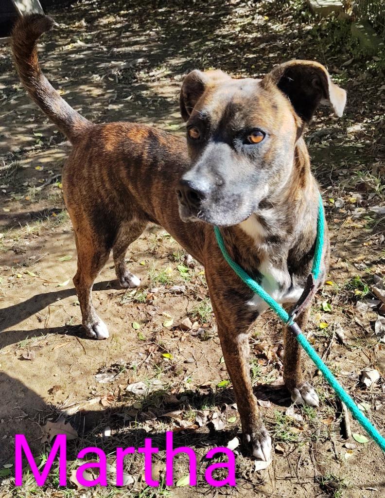Enlarge Martha, a Adoptable mixed breed in Mena, AR image 1/1