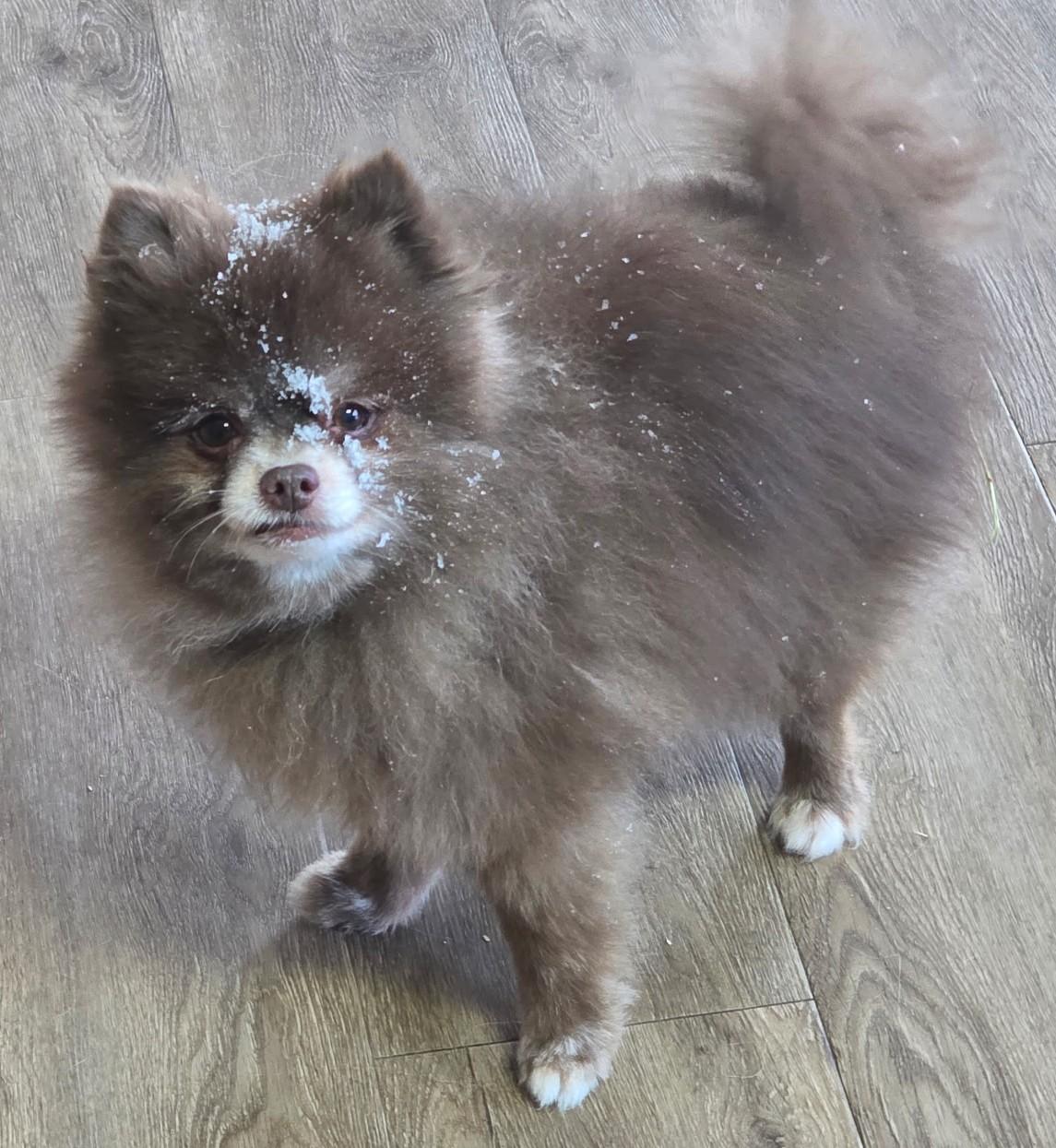 Enlarge Bear, an adopted Pomeranian in West Bath, ME image 2/4