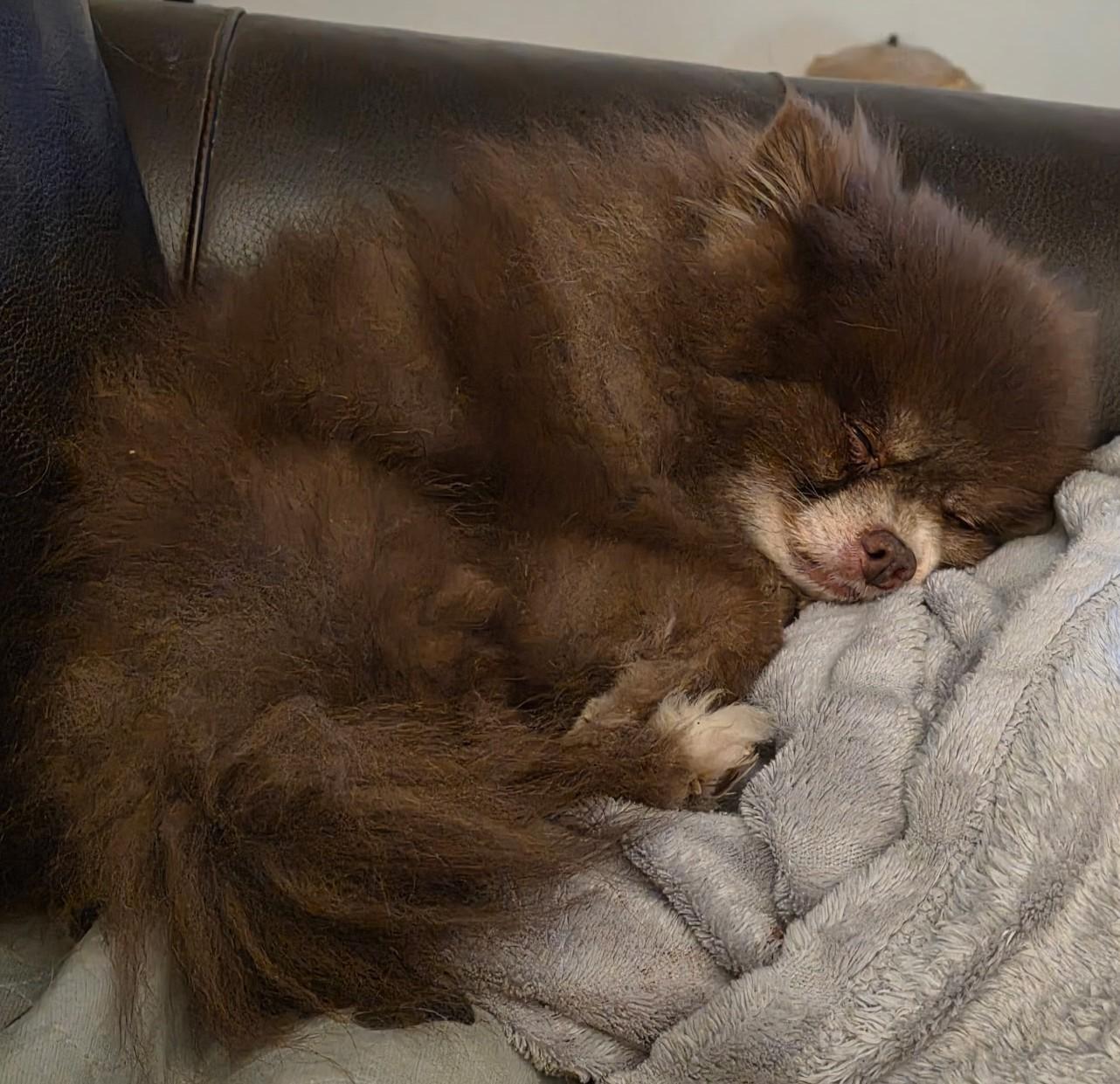 Enlarge Bear, an adopted Pomeranian in West Bath, ME image 3/4