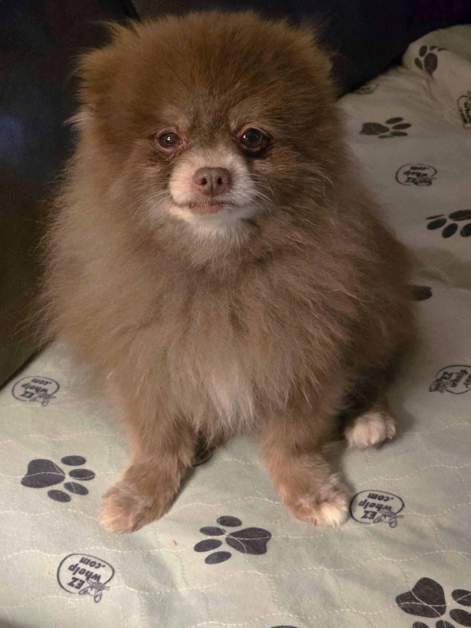 Enlarge Bear, an adopted Pomeranian in West Bath, ME image 1/4
