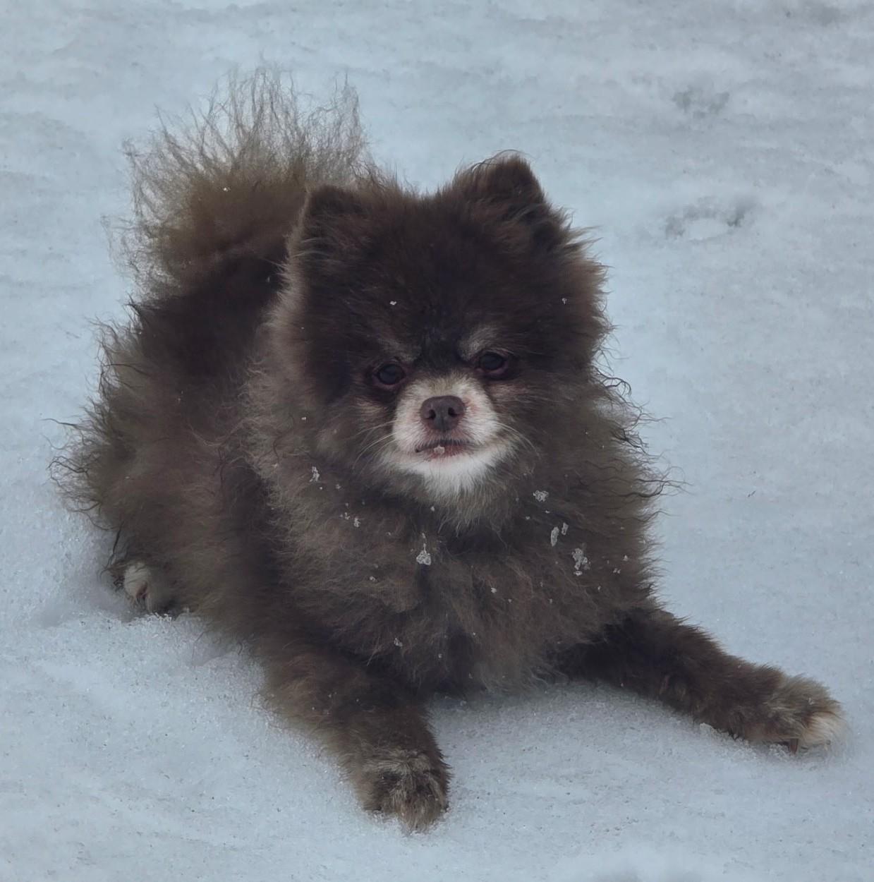 Enlarge Bear, an adopted Pomeranian in West Bath, ME image 4/4