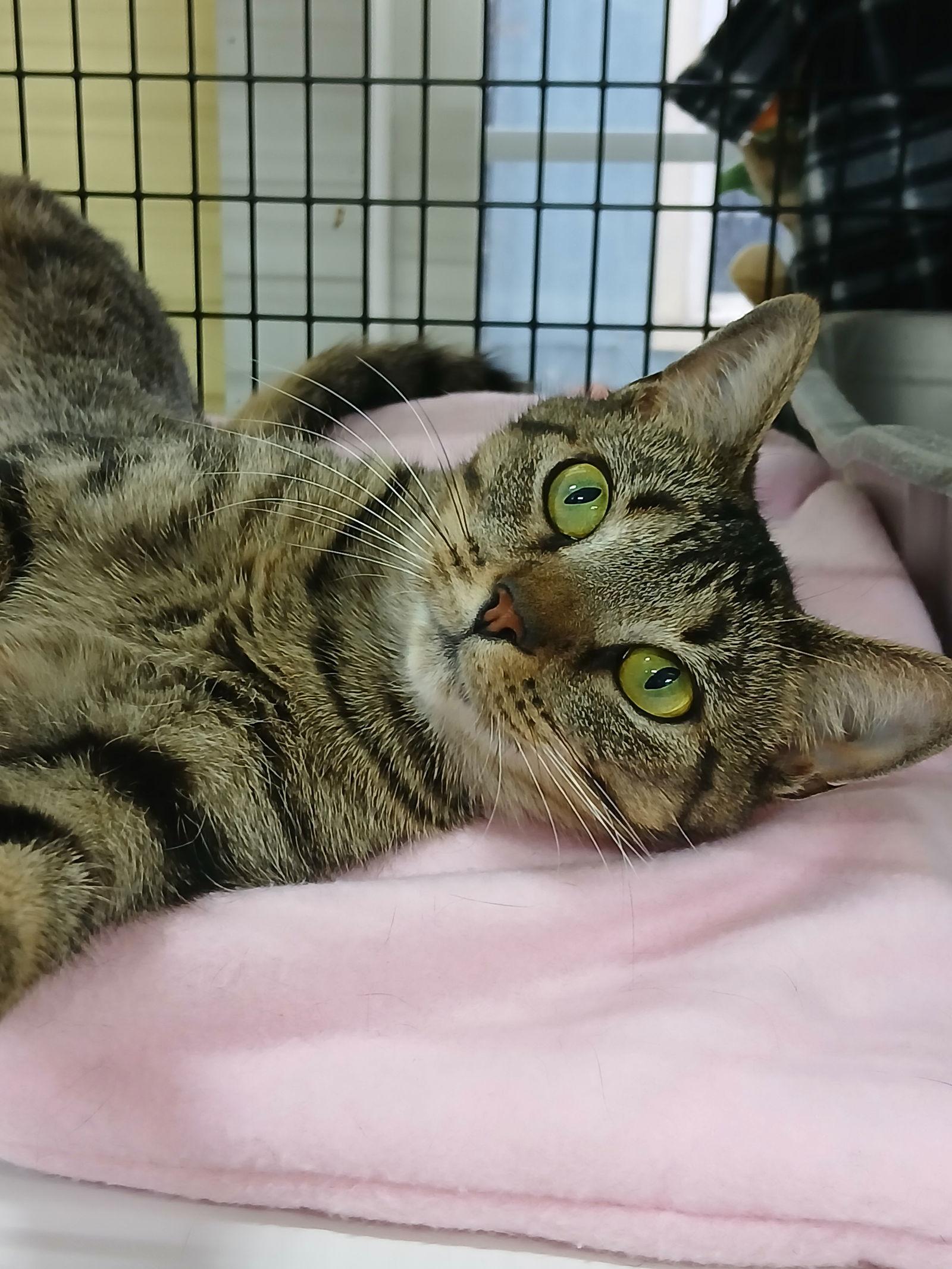 Enlarge NADINE, a Adoptable Domestic Short Hair in Winton, NC image 1/3