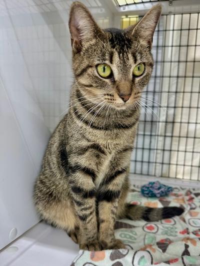 Enlarge NADINE, a Adoptable Domestic Short Hair in Winton, NC image 3/3