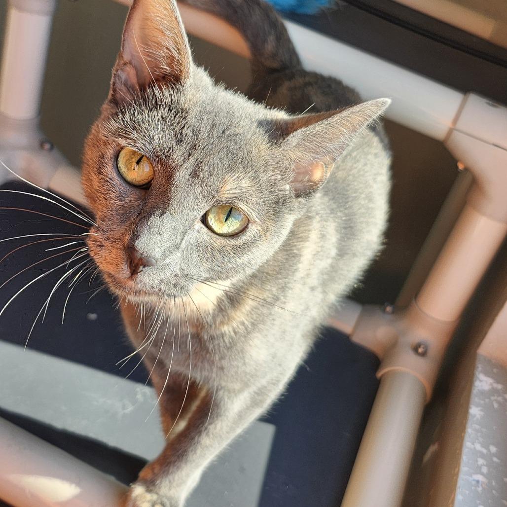 Enlarge Mariah, a Adoptable Domestic Short Hair in Ponca City, OK image 1/4
