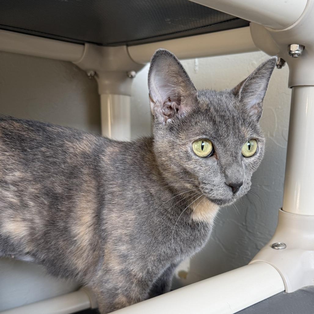 Enlarge Mariah, a Adoptable Domestic Short Hair in Ponca City, OK image 2/4