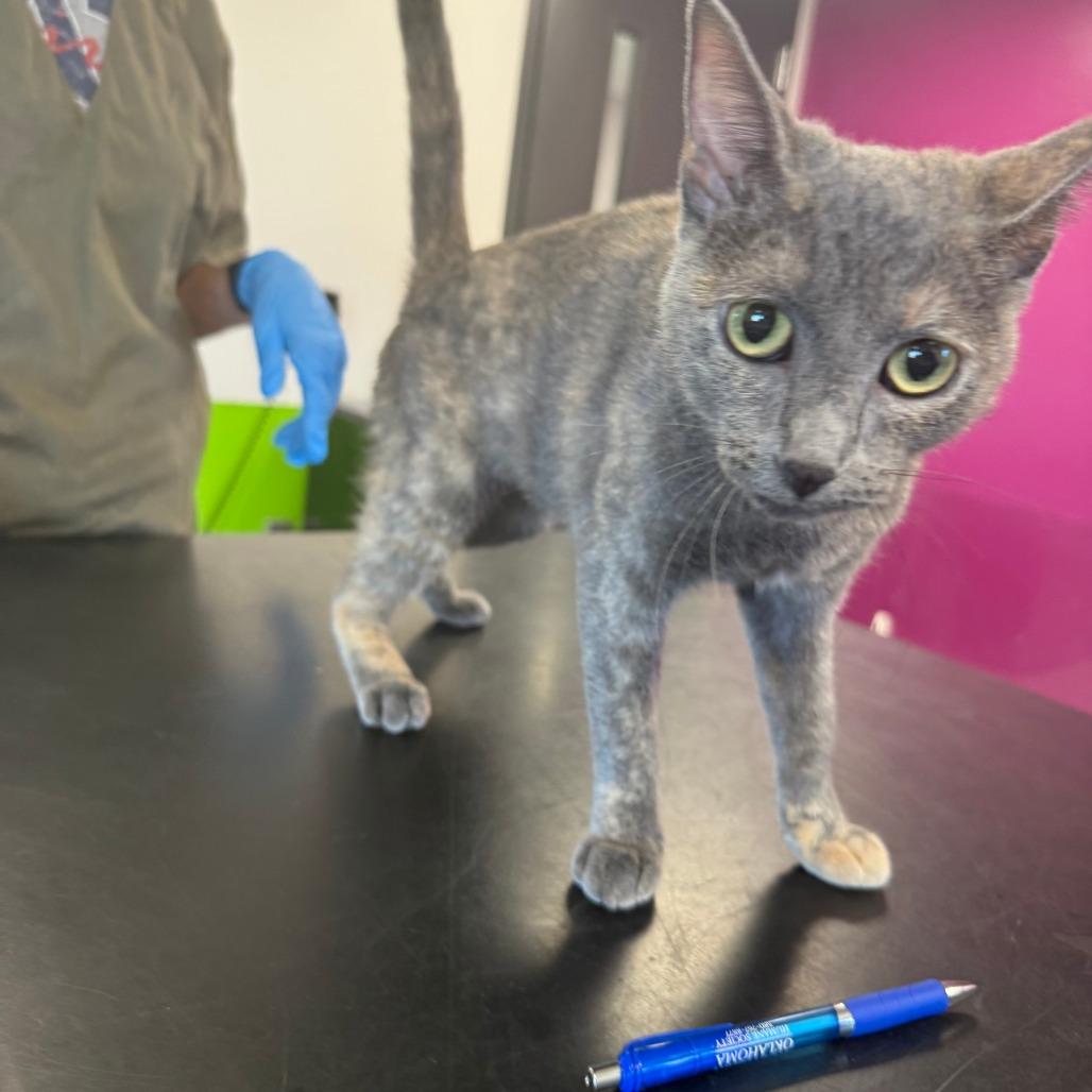 Enlarge Mariah, a Adoptable Domestic Short Hair in Ponca City, OK image 3/4