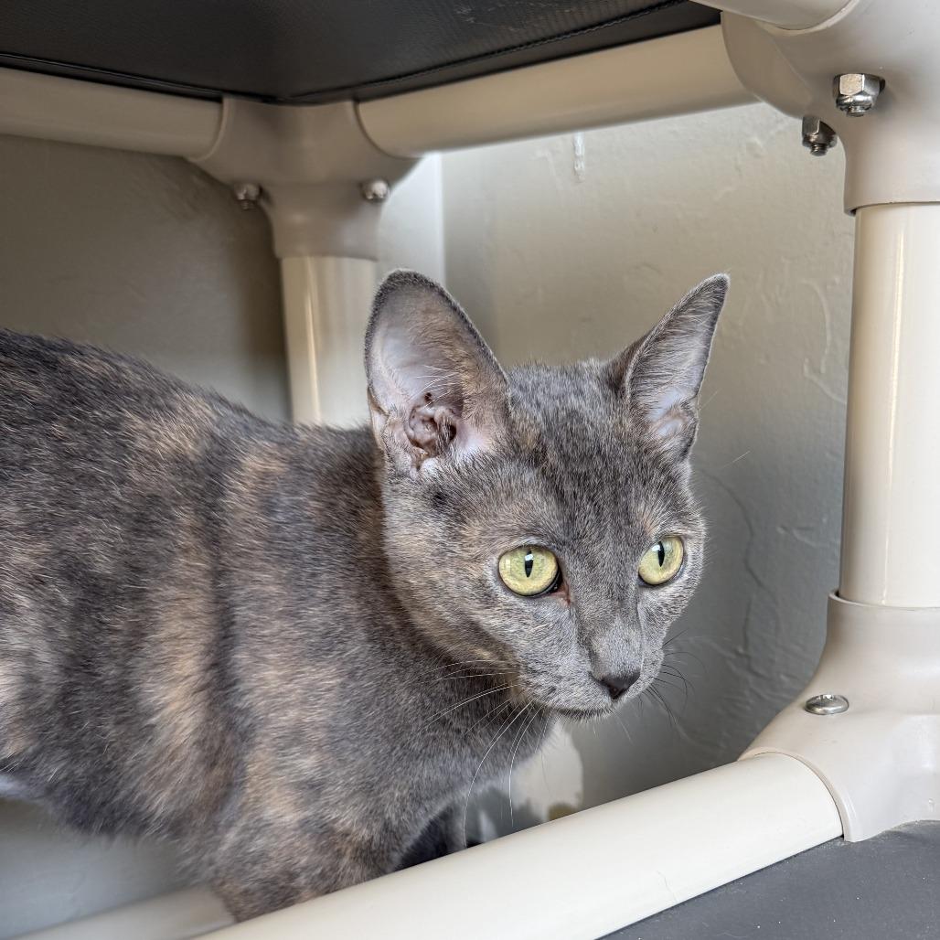 Enlarge Mariah, a Adoptable Domestic Short Hair in Ponca City, OK image 4/4