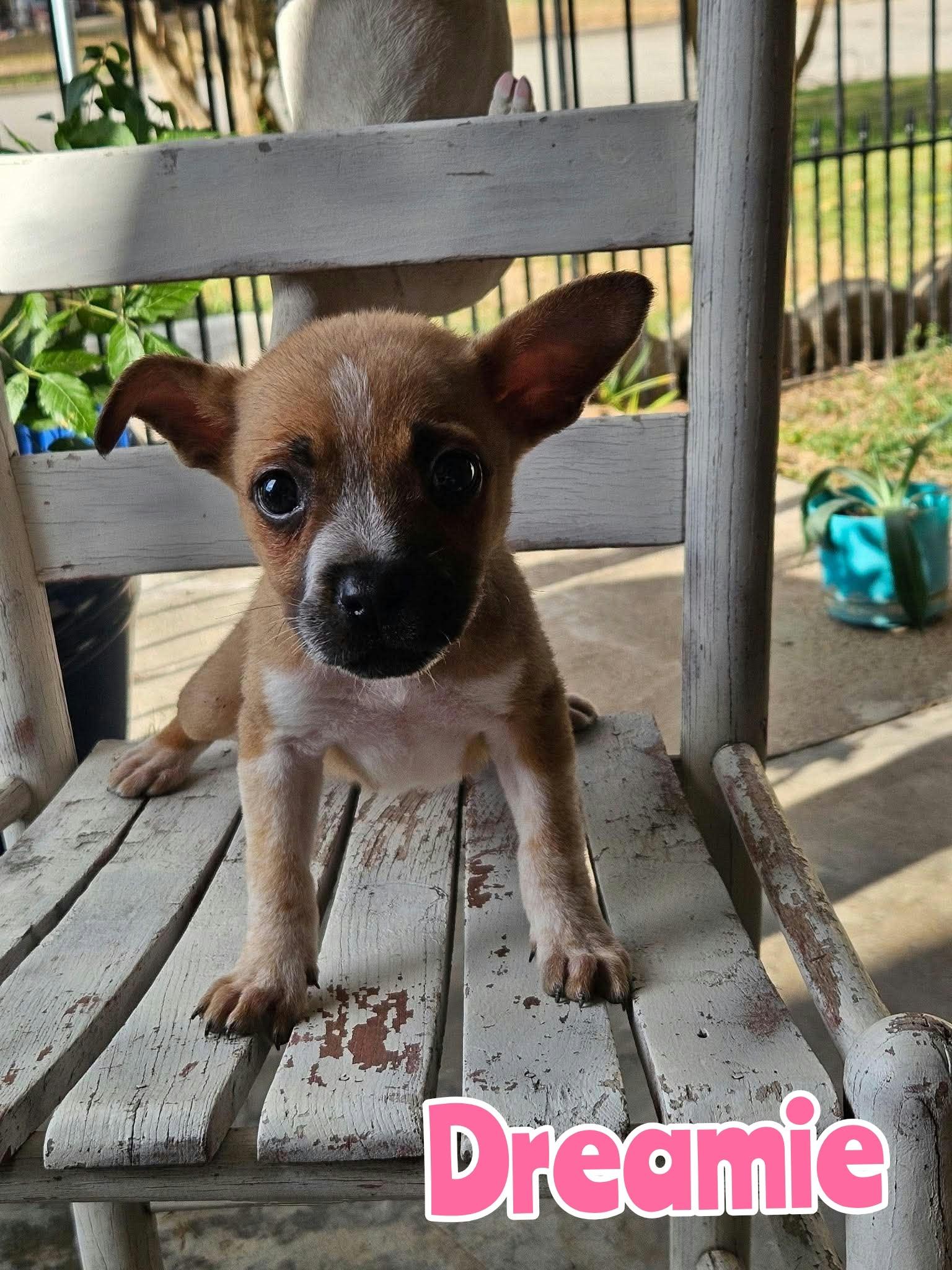 Enlarge Dreamie, a Adopted mixed breed in New Baltimore, MI image 1/1
