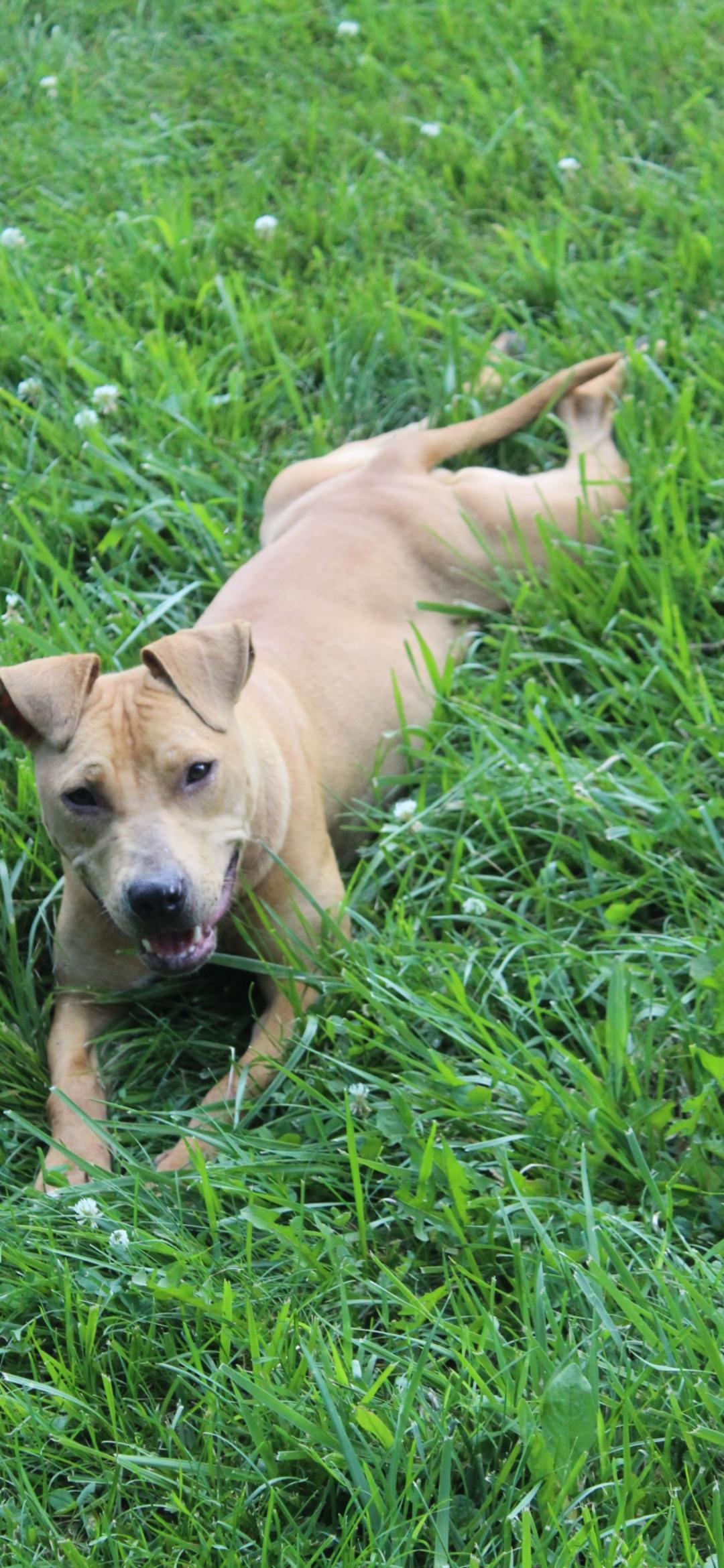 Brownie, Adoptable, Young Female Mixed Breed.