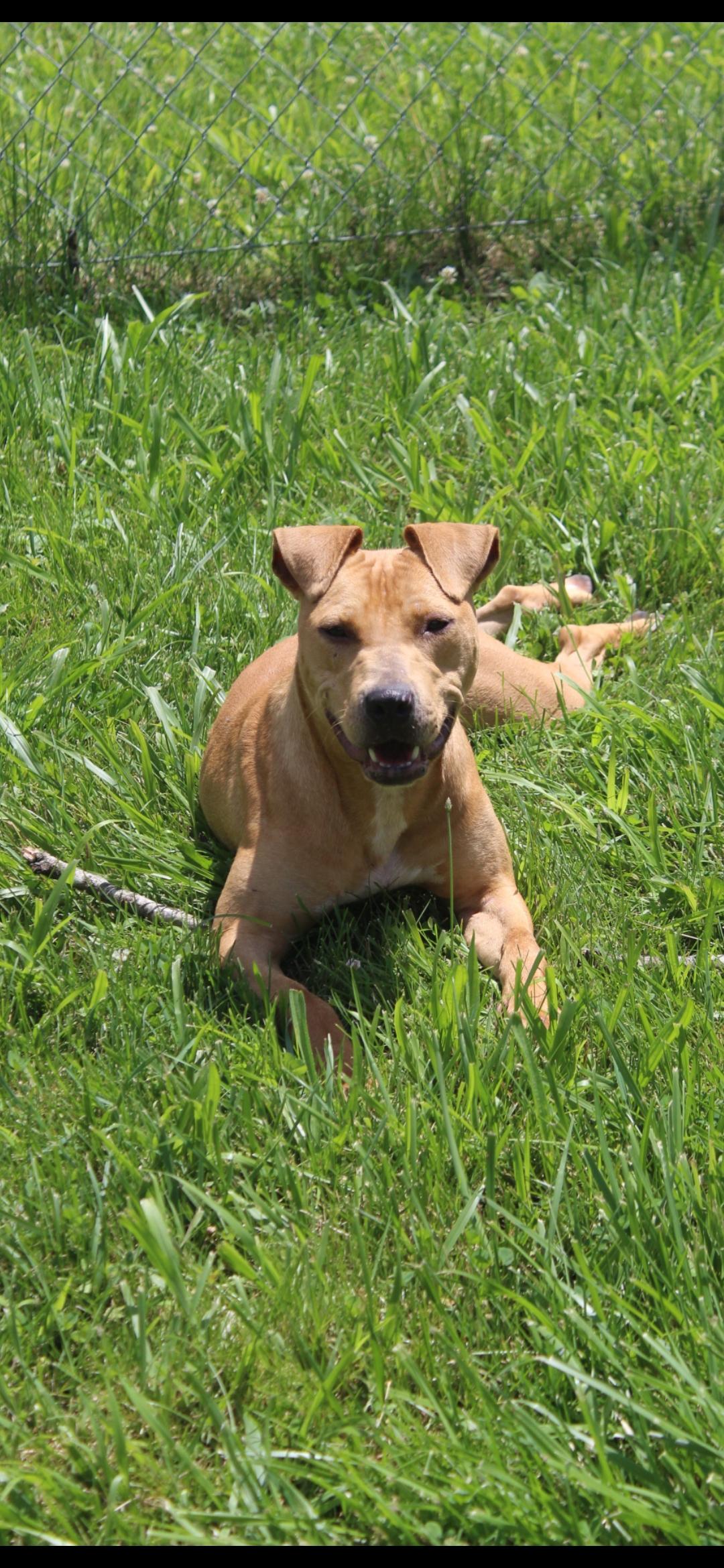 Enlarge Brownie, a Adoptable mixed breed in Berea, KY image 2/3