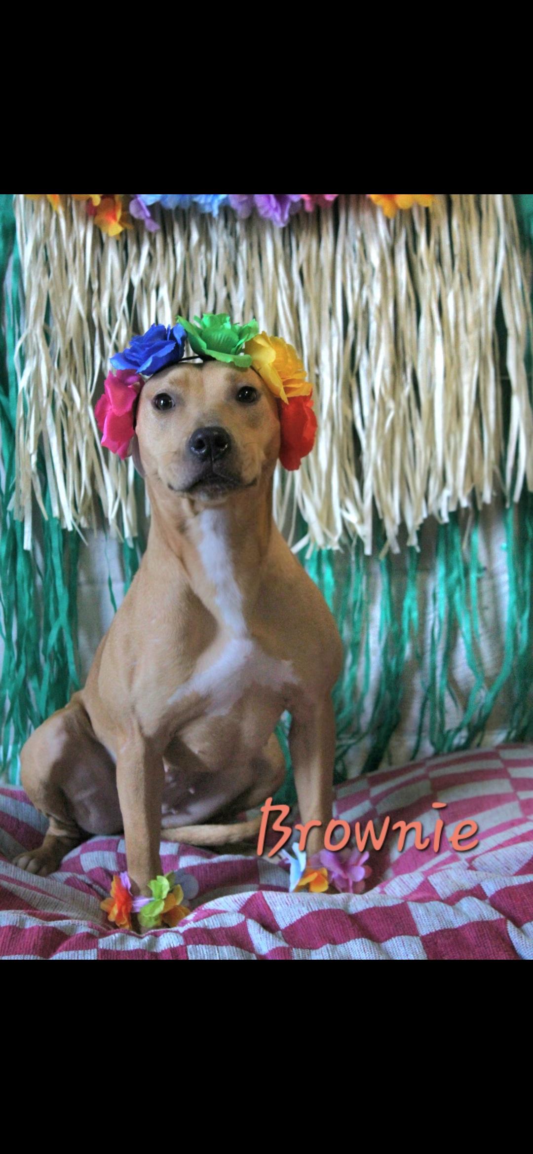 Enlarge Brownie, a Adoptable mixed breed in Berea, KY image 3/3