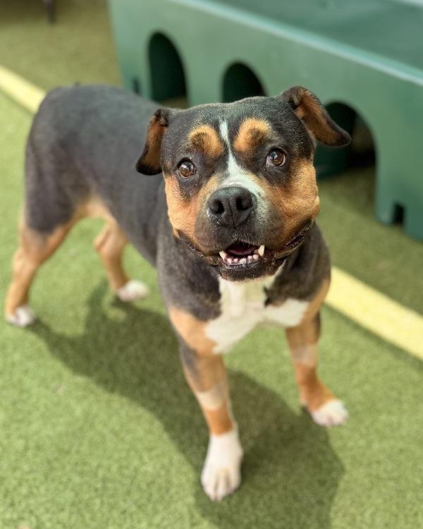 Enlarge Coco Butter, a Adoptable mixed breed in Canton, GA image 1/1