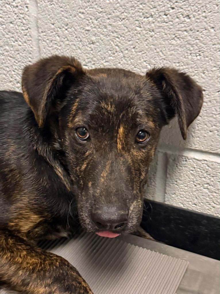 Enlarge Bellamy, a Adoptable mixed breed in Henderson, NC image 1/1