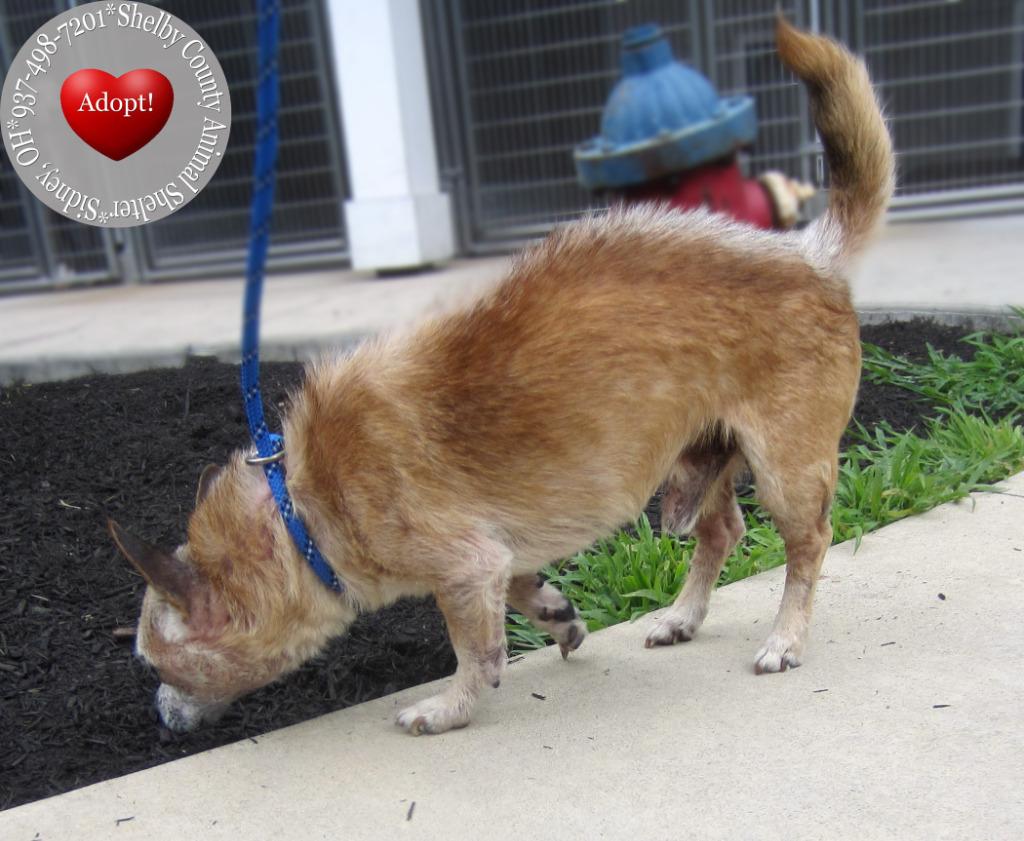 Jack Yrly 276, Adopted, Senior Male Chihuahua.