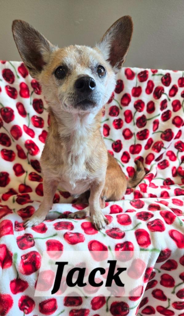 Jack Yrly 276, a Adopted mixed breed in Sidney, OH image 2/6