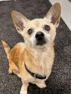 Jack Yrly 276, a Adopted mixed breed in Sidney, OH image 3/6