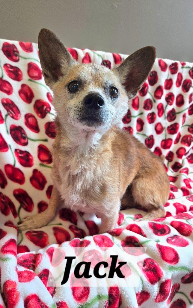 Jack Yrly 276, a Adopted mixed breed in Sidney, OH image 4/6