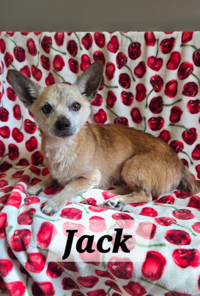 Jack Yrly 276, a Adopted mixed breed in Sidney, OH image 5/6