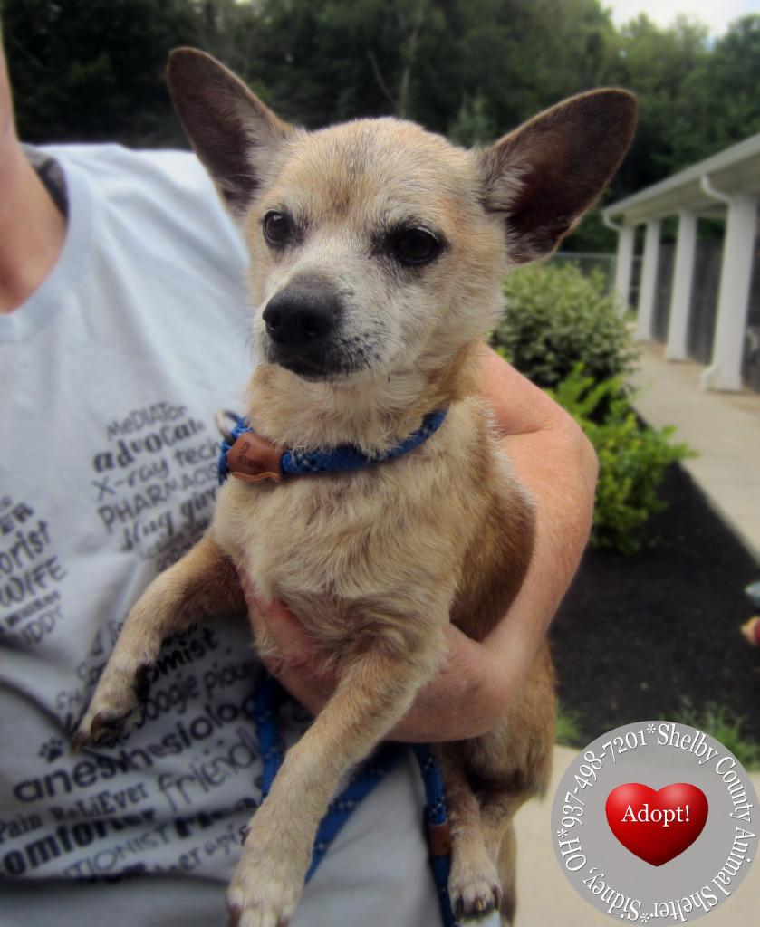 Jack Yrly 276, a Adopted mixed breed in Sidney, OH image 6/6