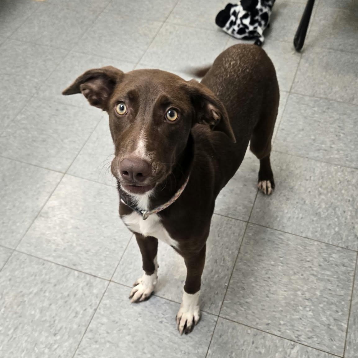 Enlarge Mochi, a Adoptable mixed breed in Martinsville, IN image 2/2