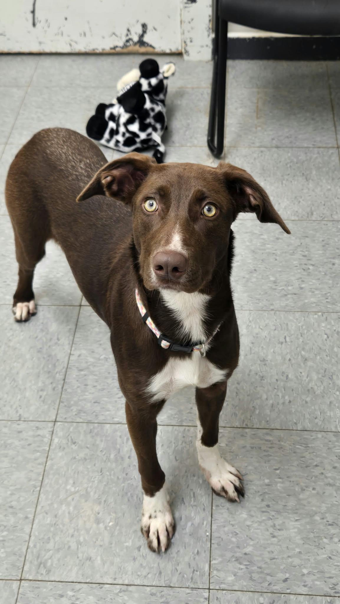Mochi, Adoptable, Puppy Female Australian Shepherd.