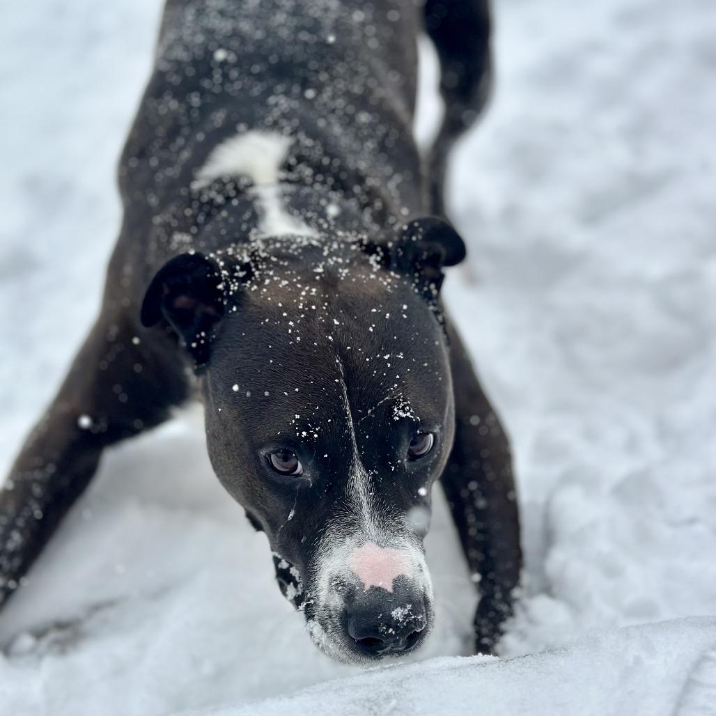 Polaris, Adoptable, Adult Male Great Dane & Pit Bull Terrier.