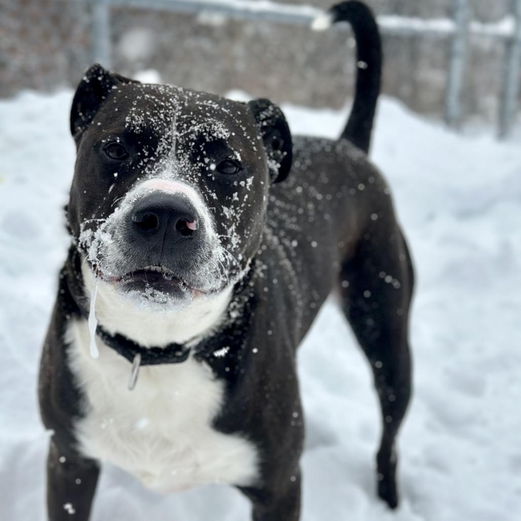 Polaris — thumbnail 2