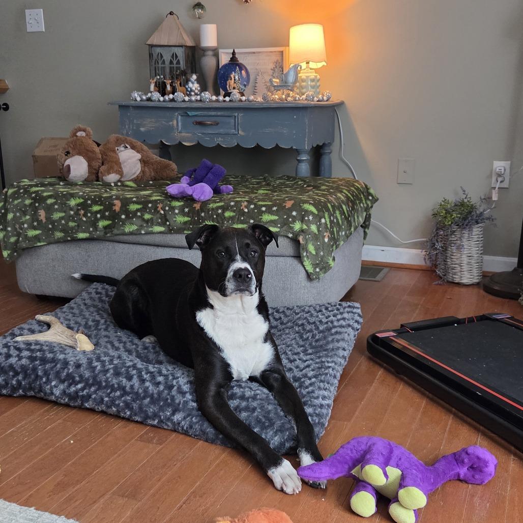 Polaris, Adoptable, Adult Male Great Dane & Pit Bull Terrier.