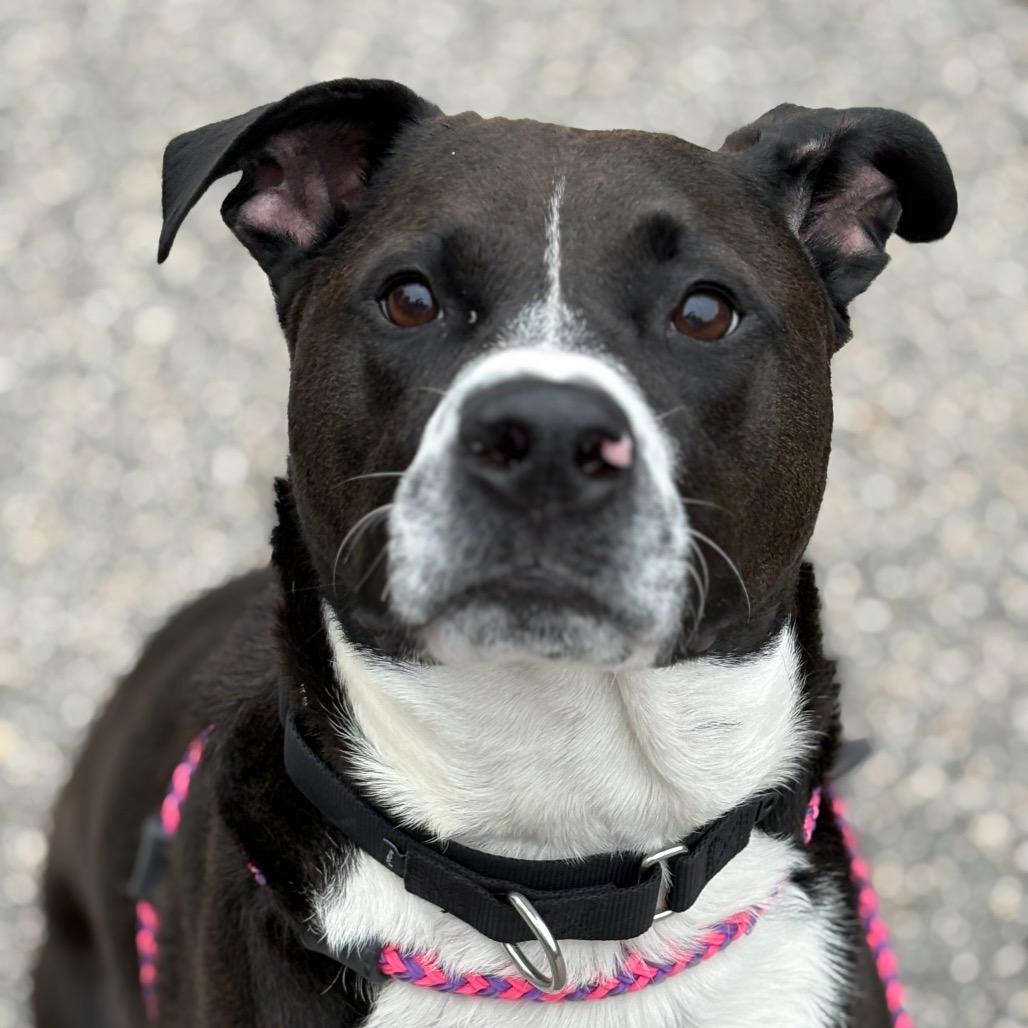 Polaris, a Adoptable mixed breed image 3/6