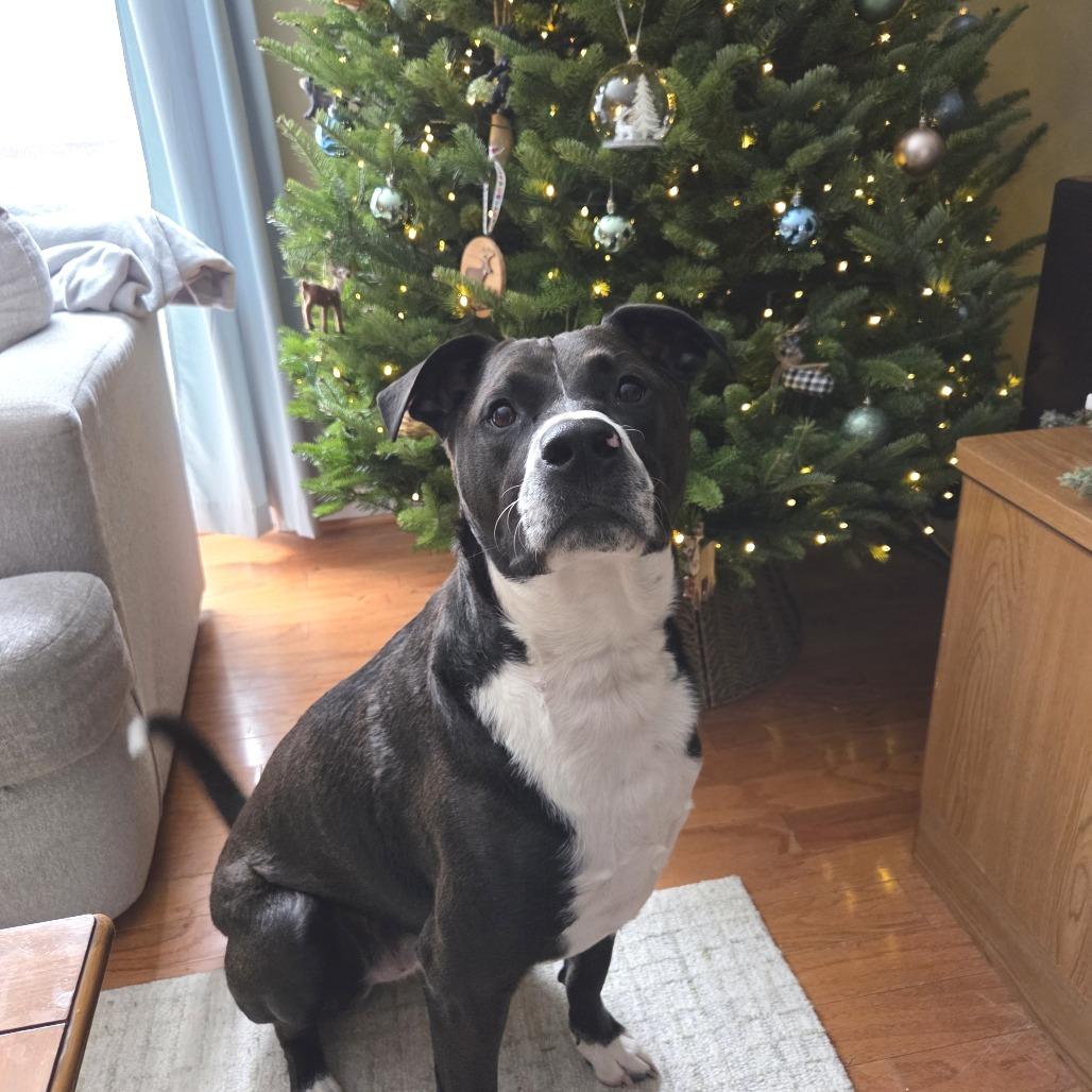 Polaris, a Adoptable mixed breed image 4/6