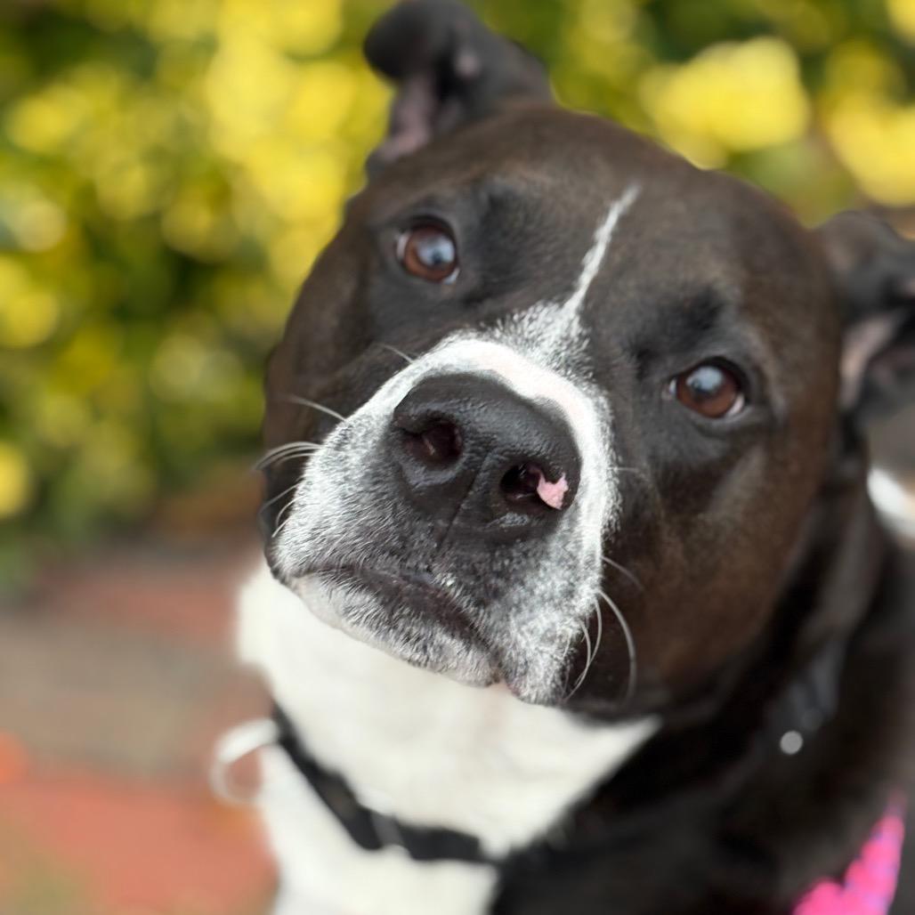 Polaris, a Adoptable mixed breed image 5/6