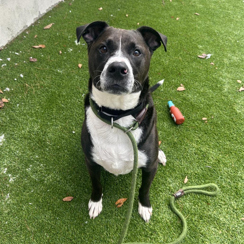 Polaris, a Adoptable mixed breed image 6/6