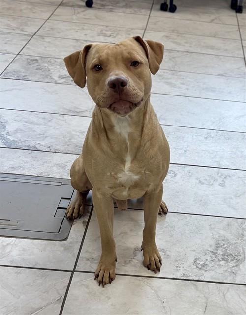 ACE, Adoptable, Young Male American Staffordshire Terrier.