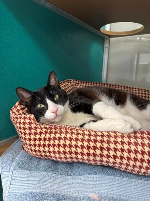 OREO, Adoptable, Adult Male Domestic Short Hair.
