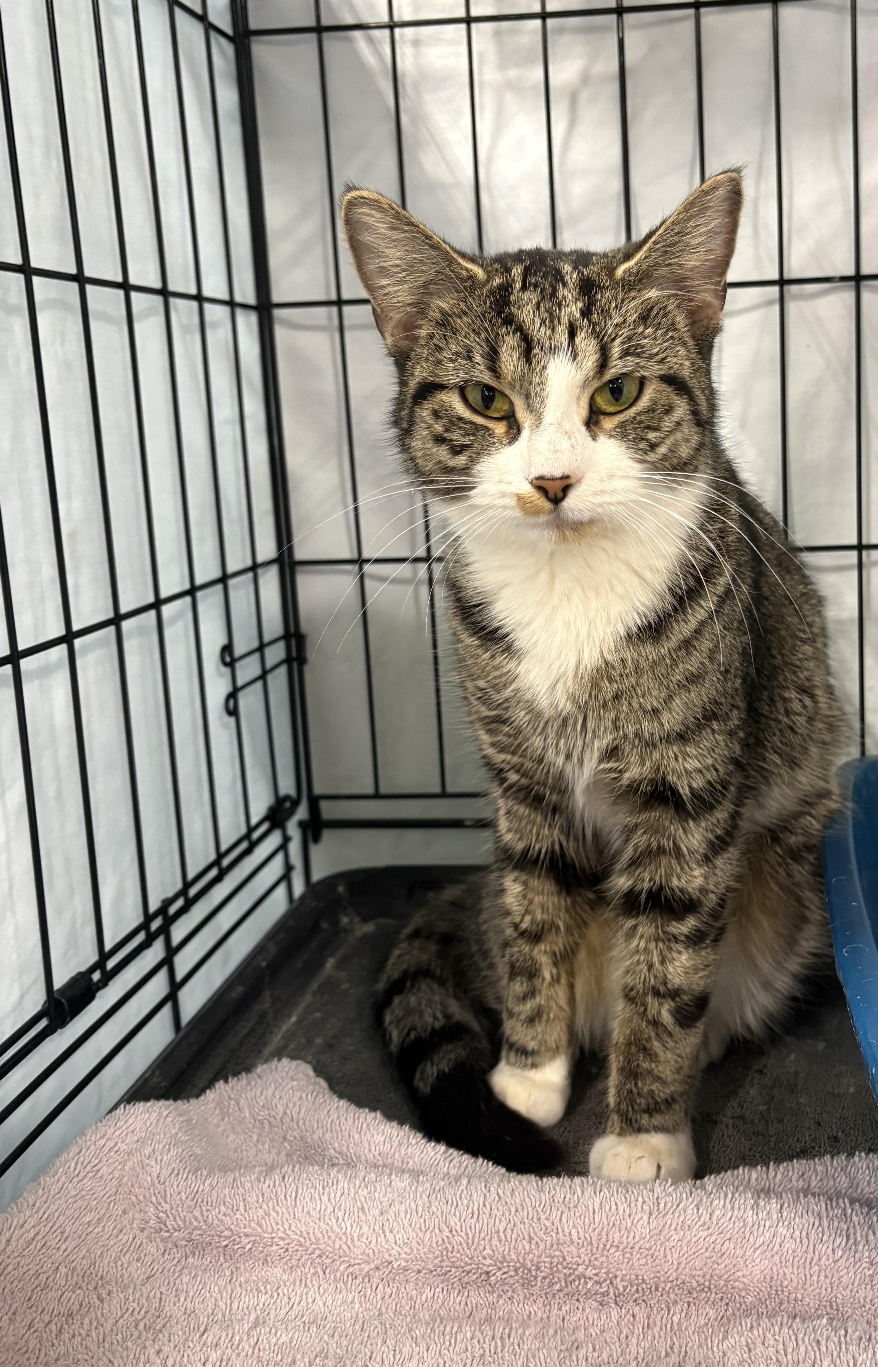 Lily, adopted, Adult Female Domestic Short Hair.