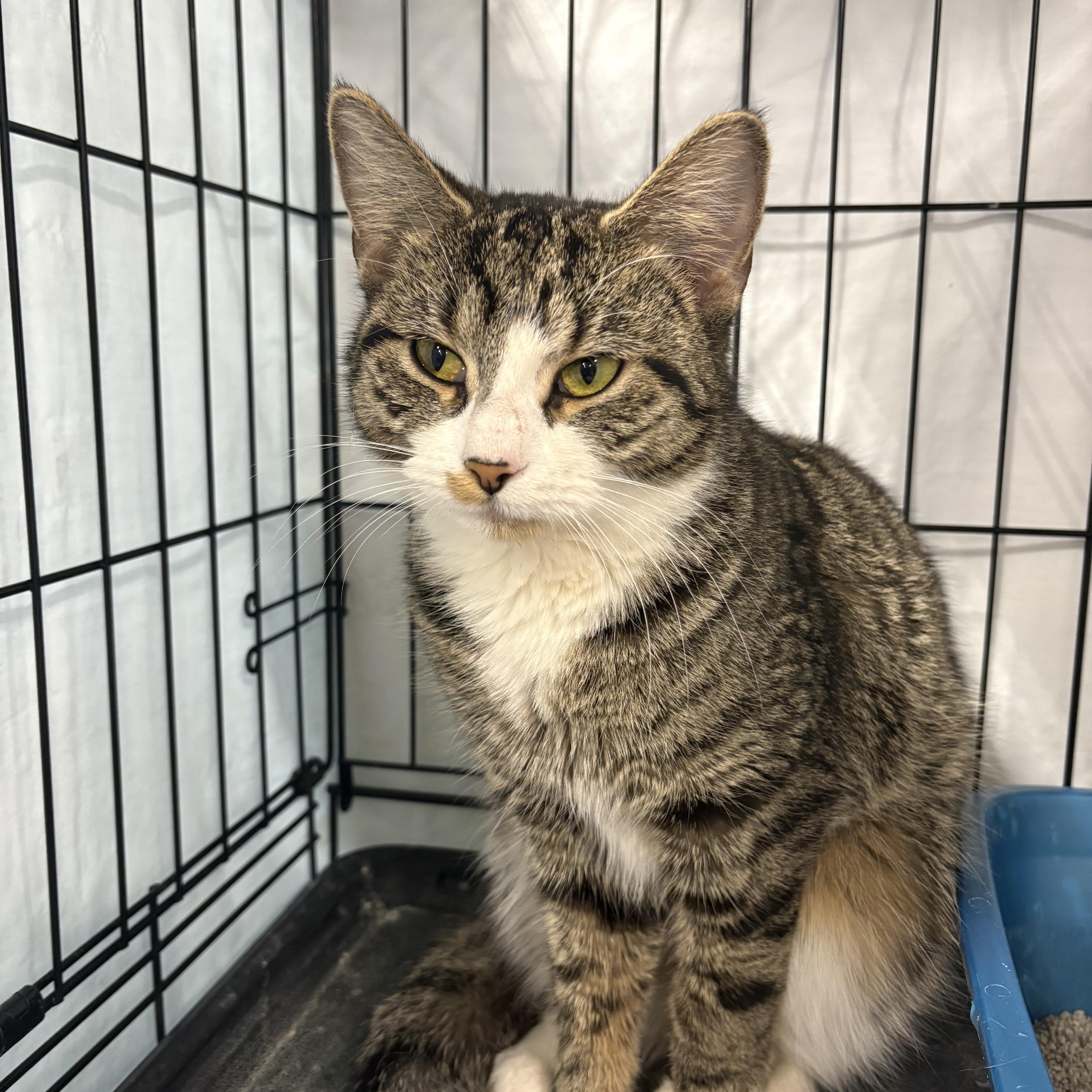 Enlarge Lily, an adopted Domestic Short Hair in Highland, IN image 2/2