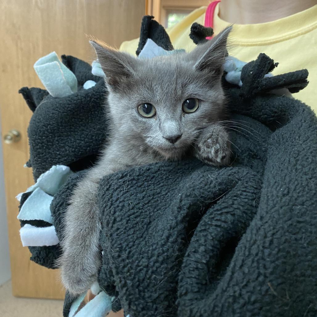 Enlarge Chickie, a Adoptable Domestic Short Hair in Madison, WI image 1/1