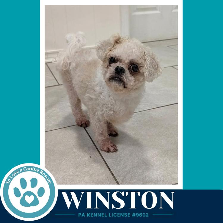 Enlarge Winston 100326, a Adoptable mixed breed in Kimberton, PA image 1/1