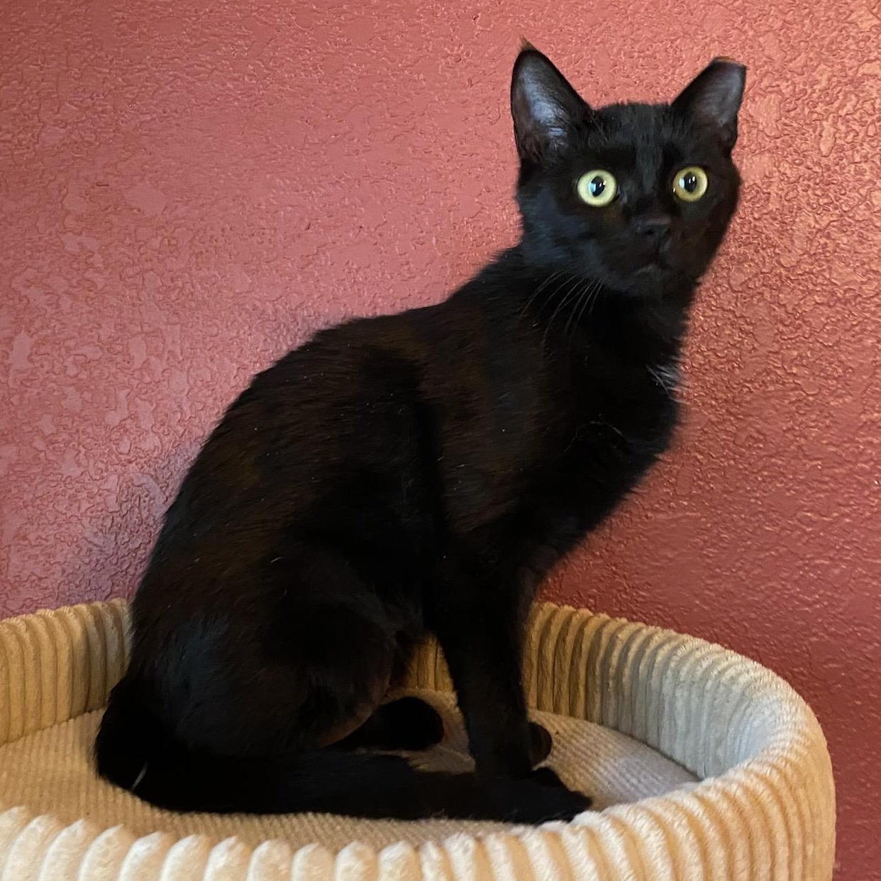 Wheelie, Adoptable, Kitten Female Domestic Short Hair.